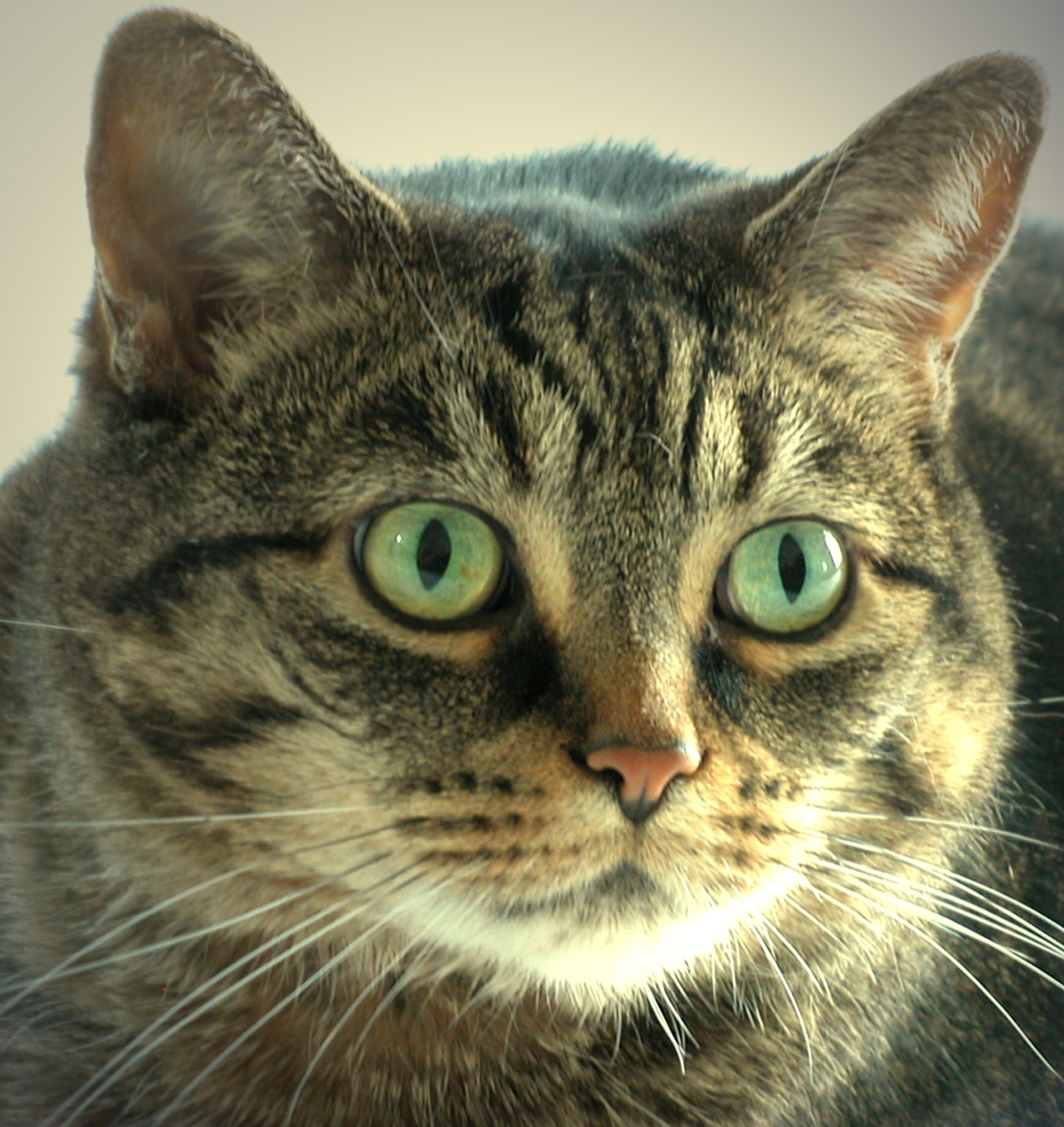 Poisoned Pet Food Kills Cats