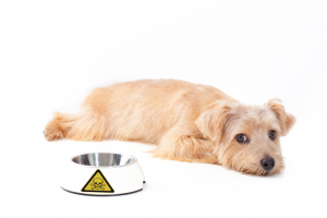 Class-Action-Lawyers-Poison-Pet-Food Multi-party class action lawyers Los Angeles poison pet food lawsuit.